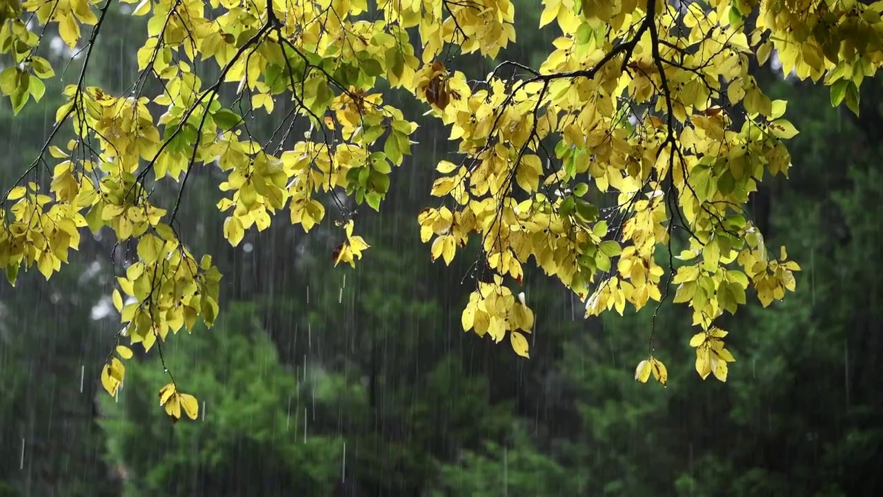 秋雨中的树视频购买