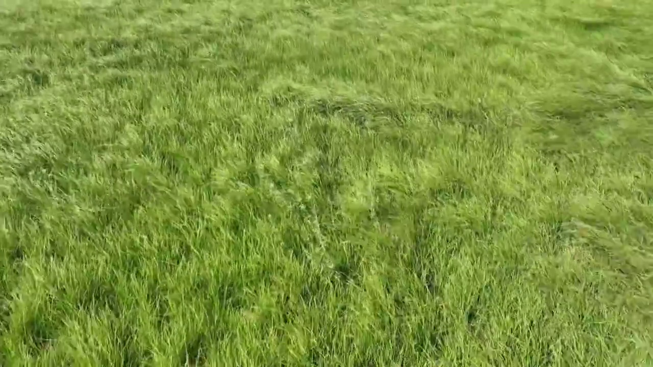 干涸的岳阳洞庭湖湖床生长出草原视频下载