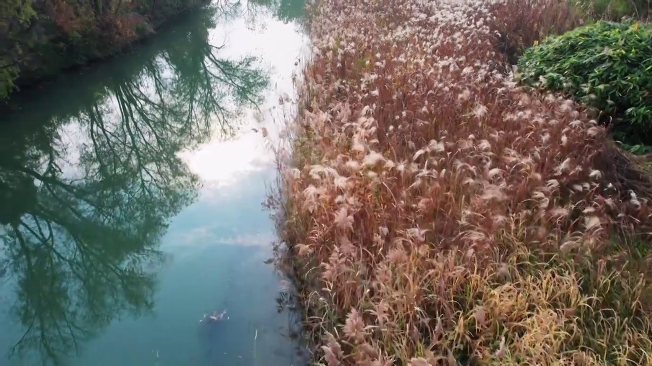 深秋的西溪湿地视频下载