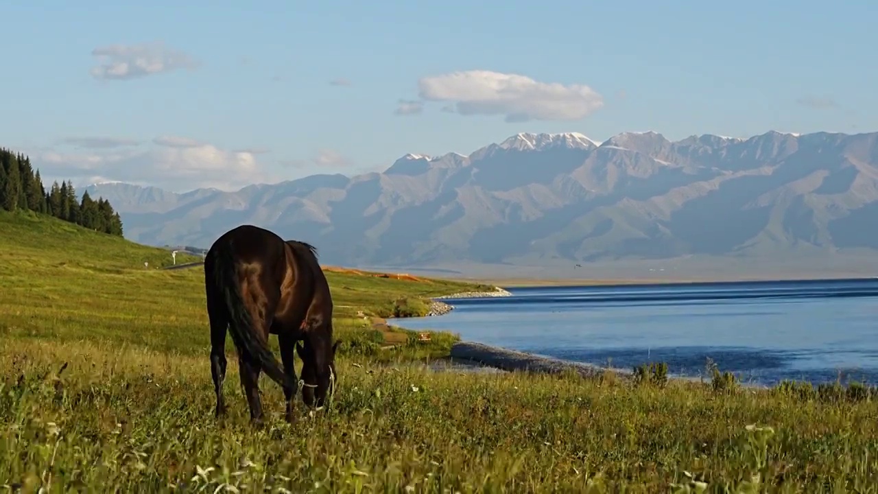 新疆赛里木湖边草原上的骏马视频素材