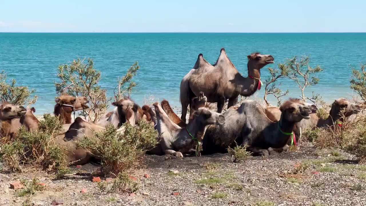 骆驼航拍视频下载