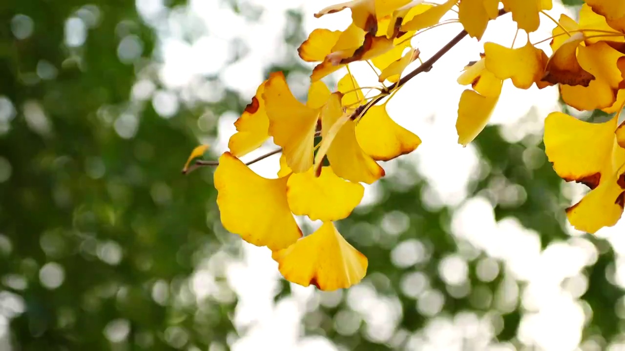 秋天绿叶背景下的金黄色银杏树叶被风吹起视频下载