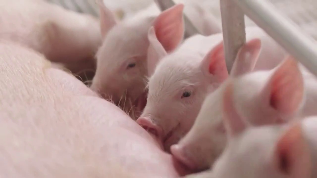 中国的农业畜牧业养殖业养猪场内部（选编）视频素材