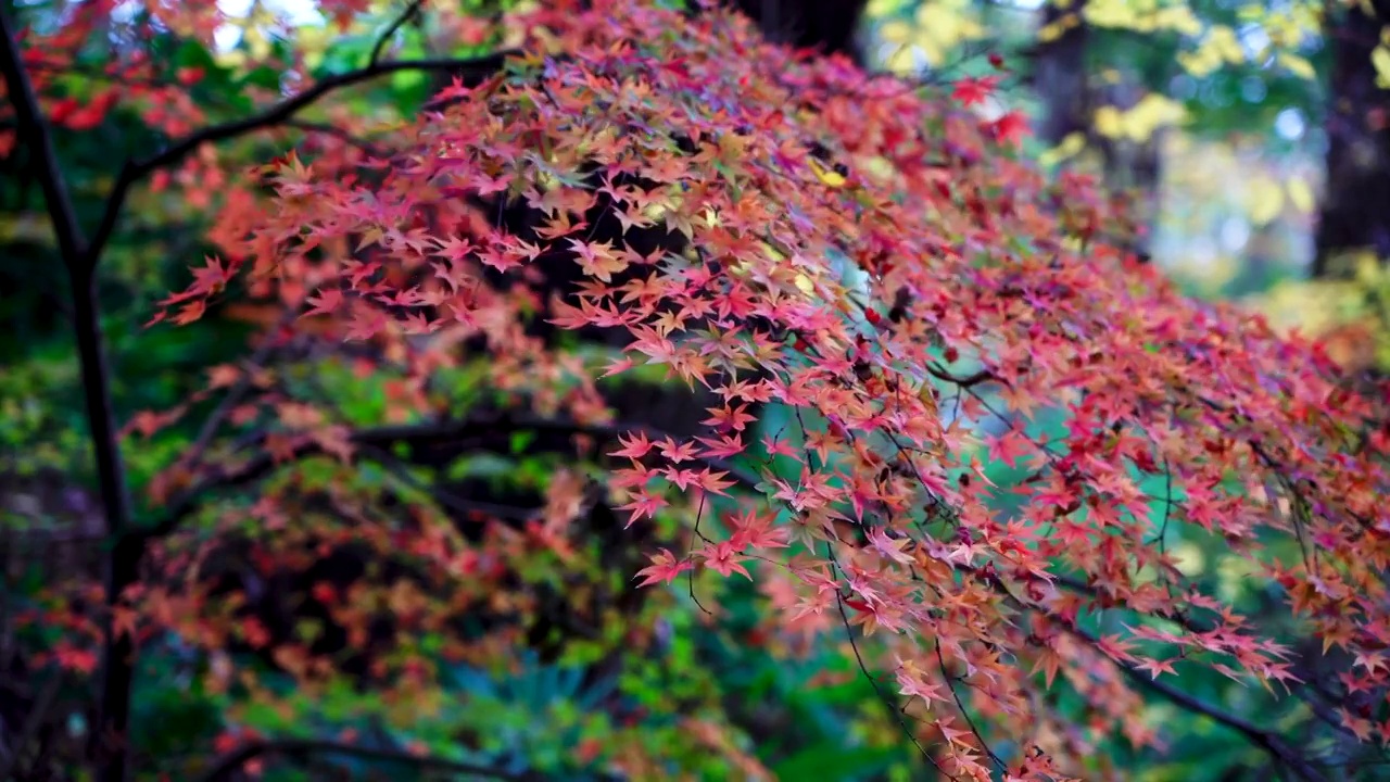 秋天霜降后的红枫叶视频素材