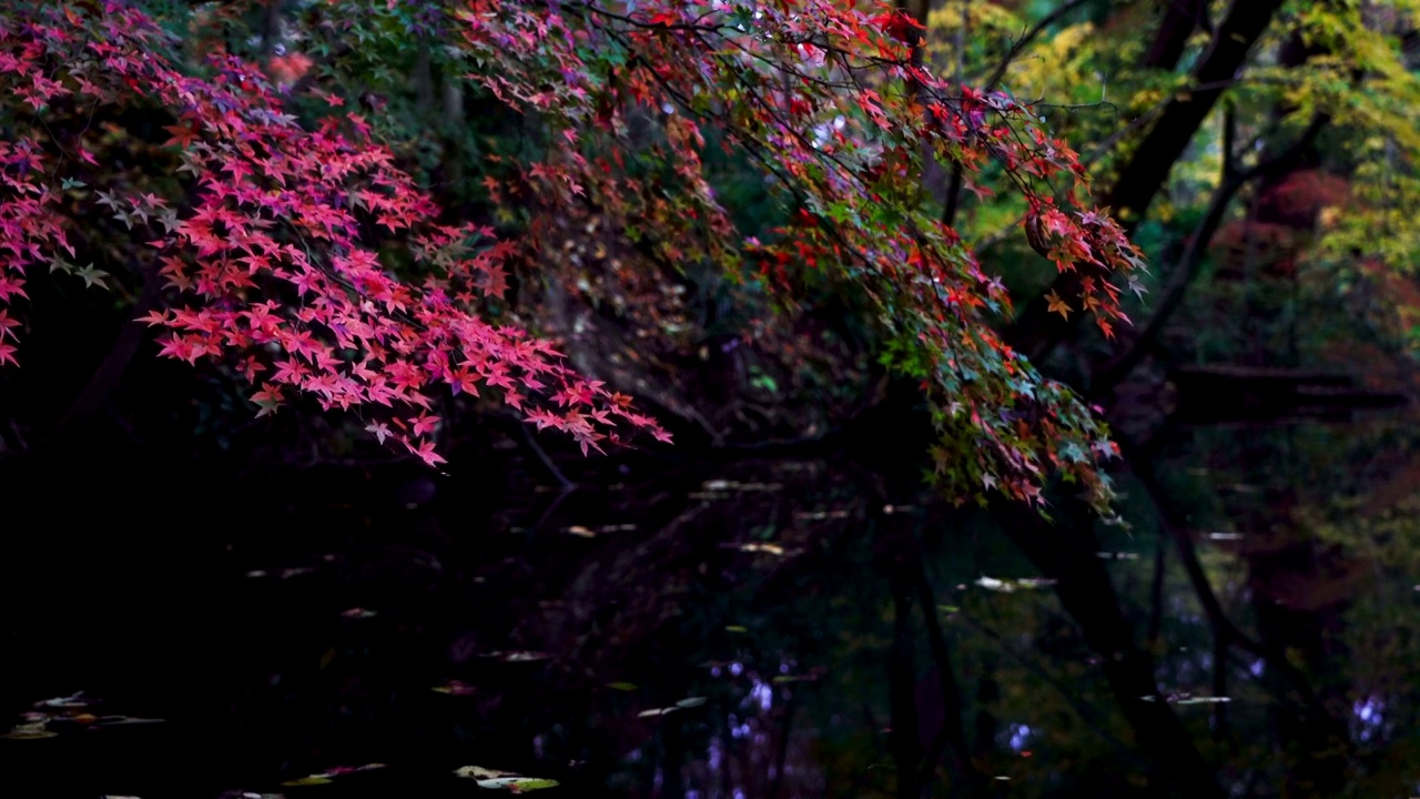 秋天小溪河流边的枫树色彩鲜艳视频素材