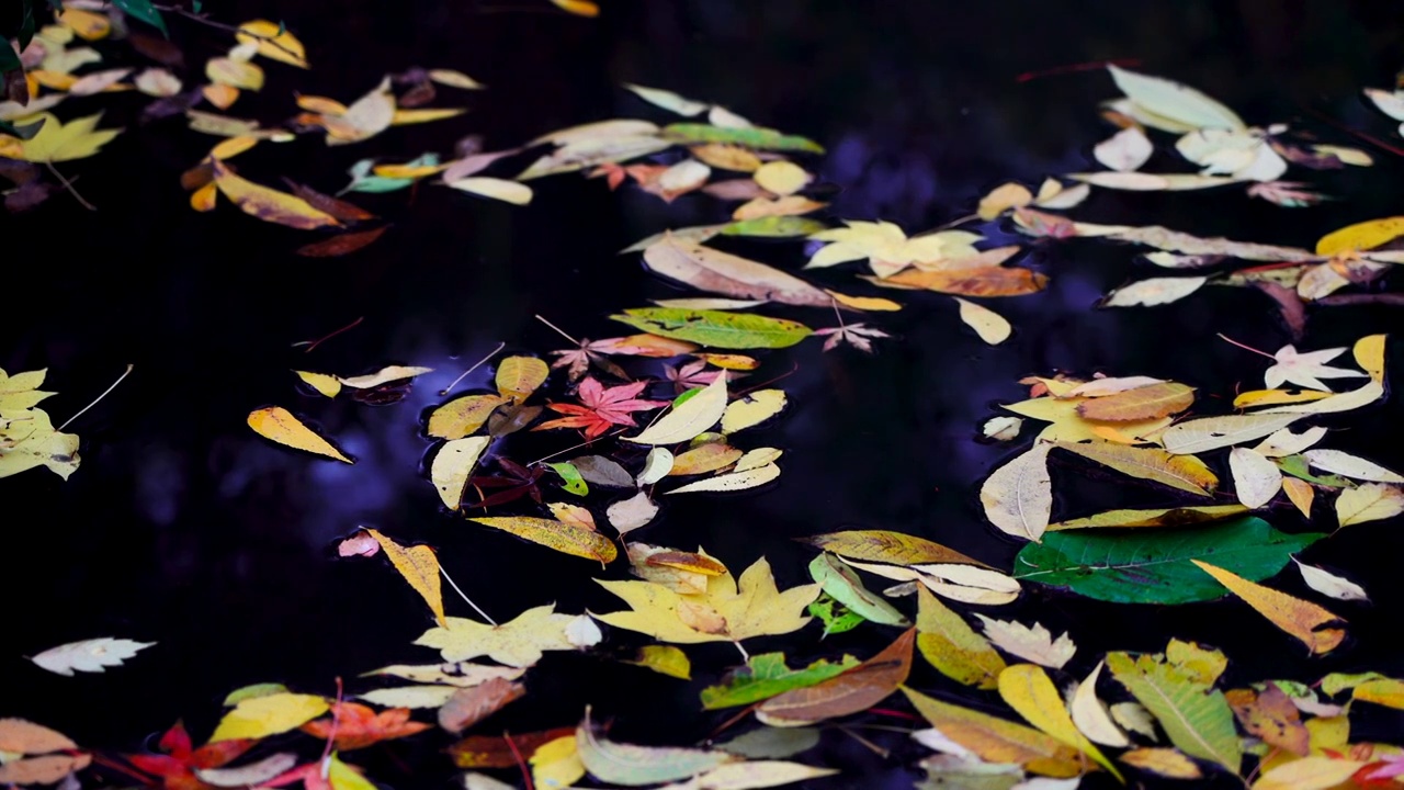 落叶在河水中漂流视频素材