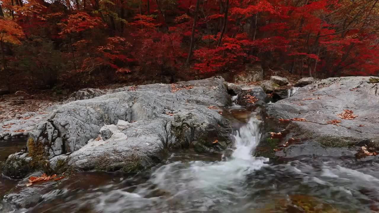 秋天的红叶，本溪的枫叶，辽宁本溪的秋天，瀑布与流水，大地森林公园视频素材