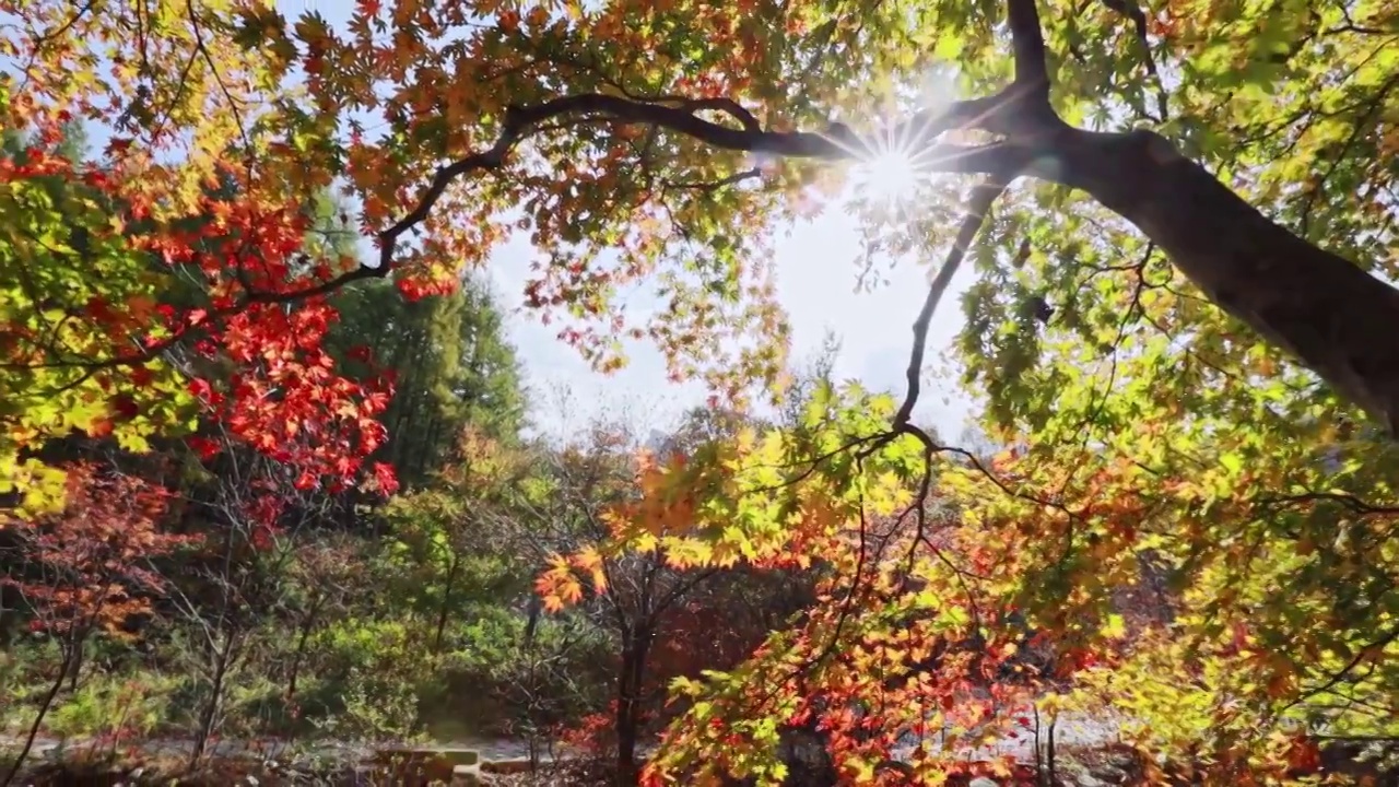 秋天的红叶，本溪的枫叶，辽宁本溪的秋天，瀑布与流水，大地森林公园视频素材