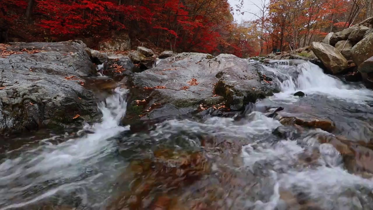 秋天的红叶，本溪的枫叶，辽宁本溪的秋天，瀑布与流水，大地森林公园视频下载