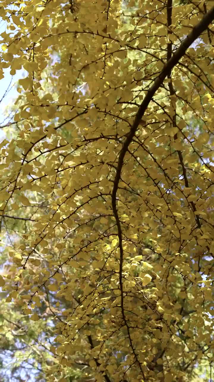 金黄色的银杏树视频素材