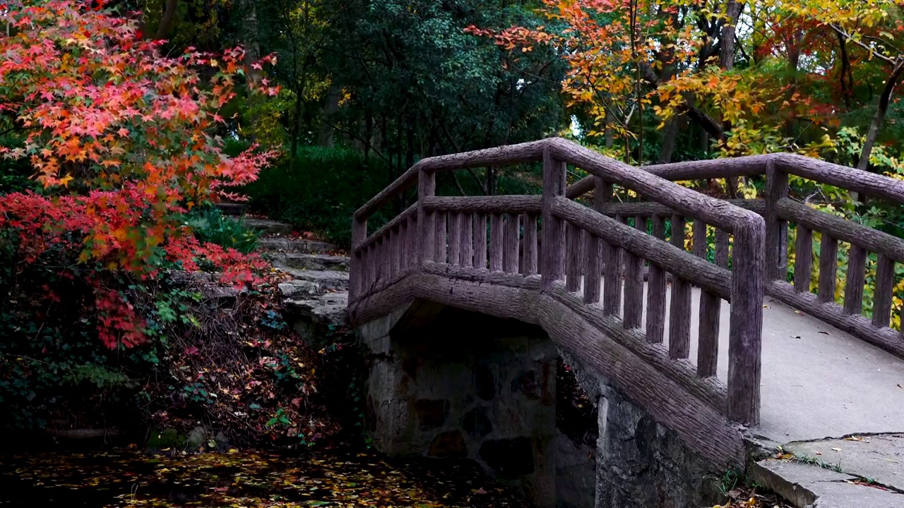 秋天江苏南京中山植物园内桥边色彩鲜艳的枫树视频素材