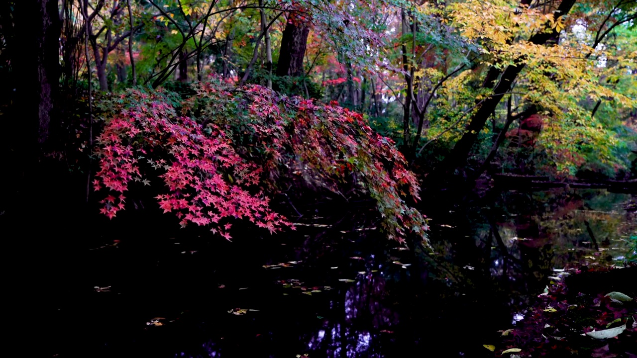 秋天小溪河流边色彩斑斓的枫树视频素材