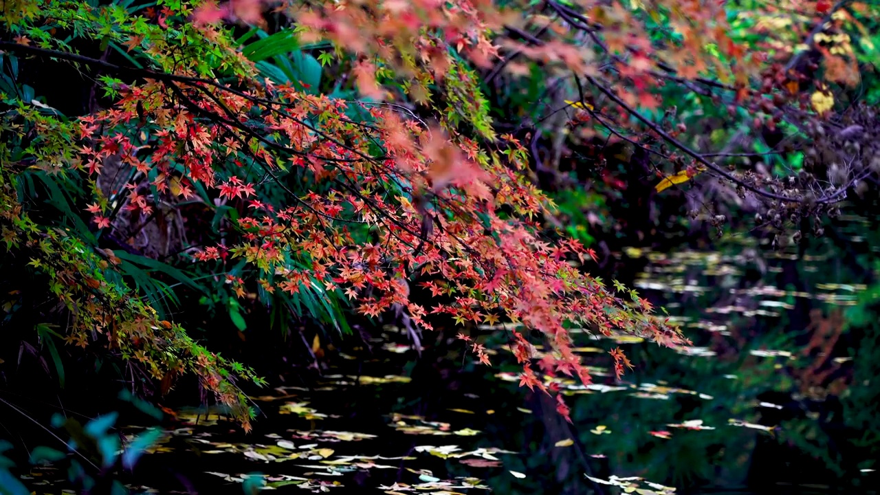 秋天小溪河流边的枫树和水中的落叶视频素材