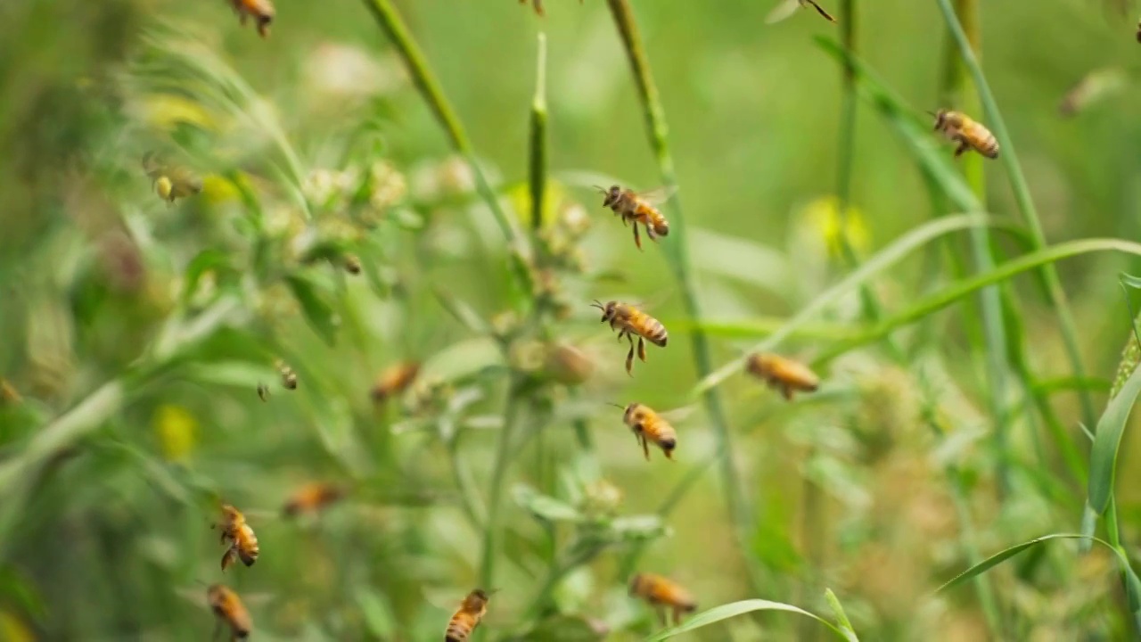 成群蜜蜂飞舞慢镜头视频素材