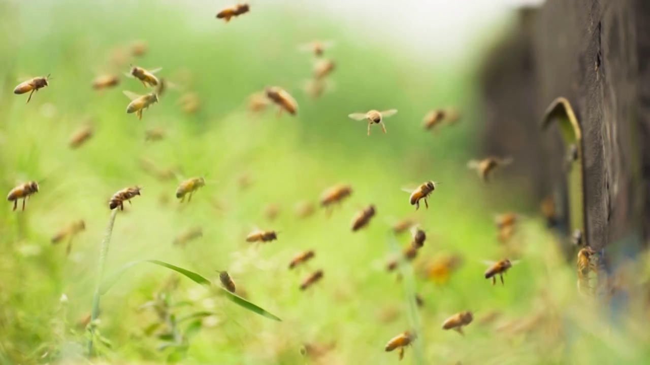 成群蜜蜂飞舞慢镜头视频素材