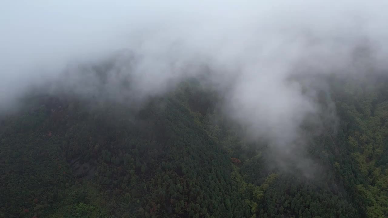 缙云山的云雾森林视频素材