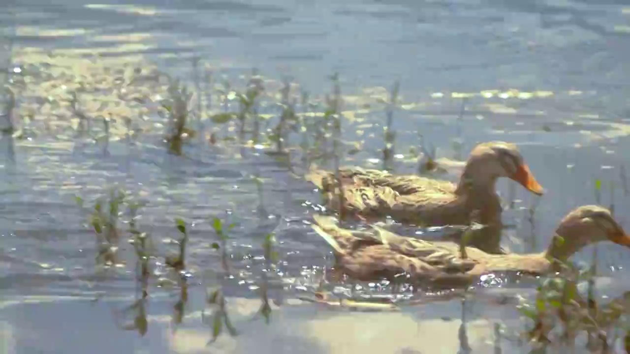 泸沽湖的野鸭子视频下载