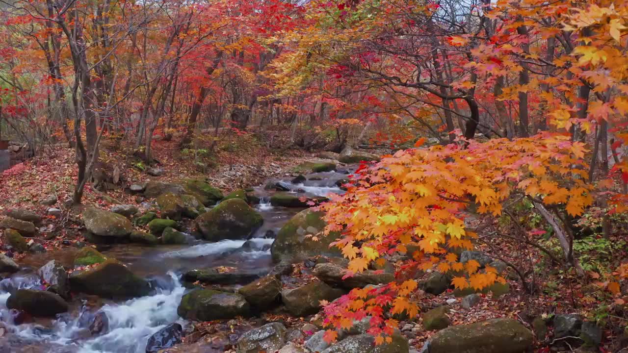 秋天的老边沟，东北的秋天，本溪的枫叶与河流视频素材