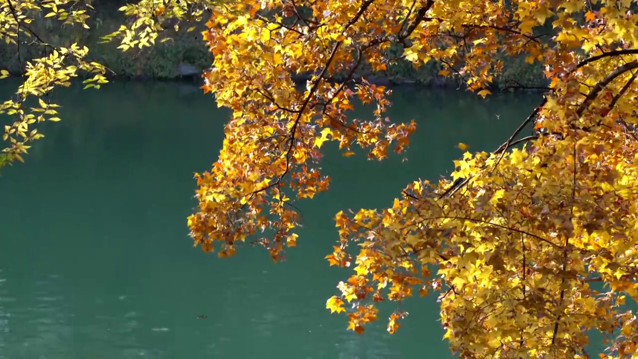 北京颐和园秋天风光视频素材