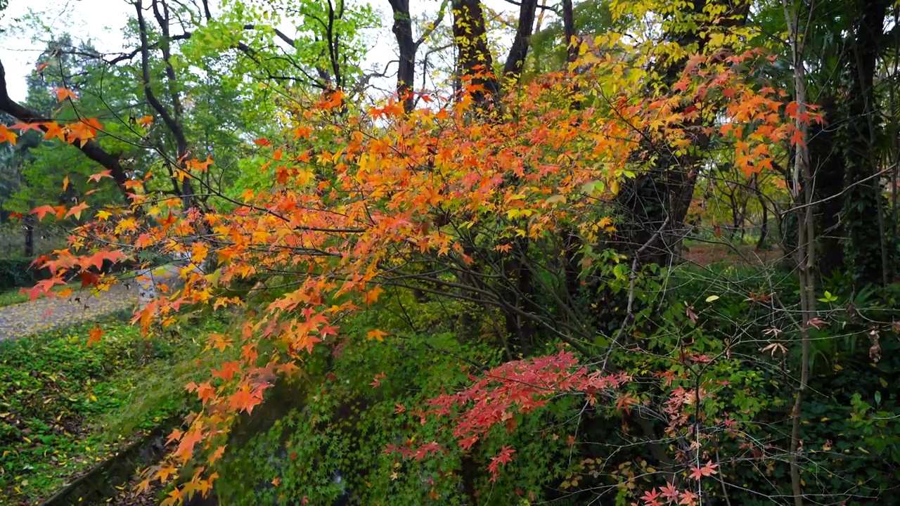 雨后色彩鲜艳的枫树枫叶视频素材