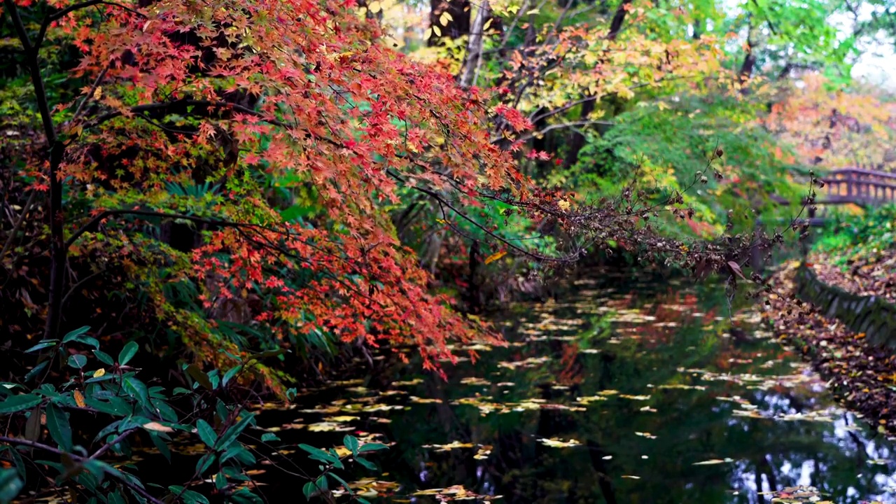 秋天小溪河流边的枫树和水中的落叶视频下载