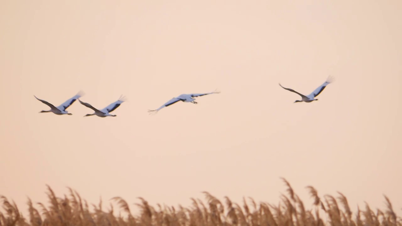 黑龙江扎龙国家级自然保护区秋天飞翔的丹顶鹤视频素材
