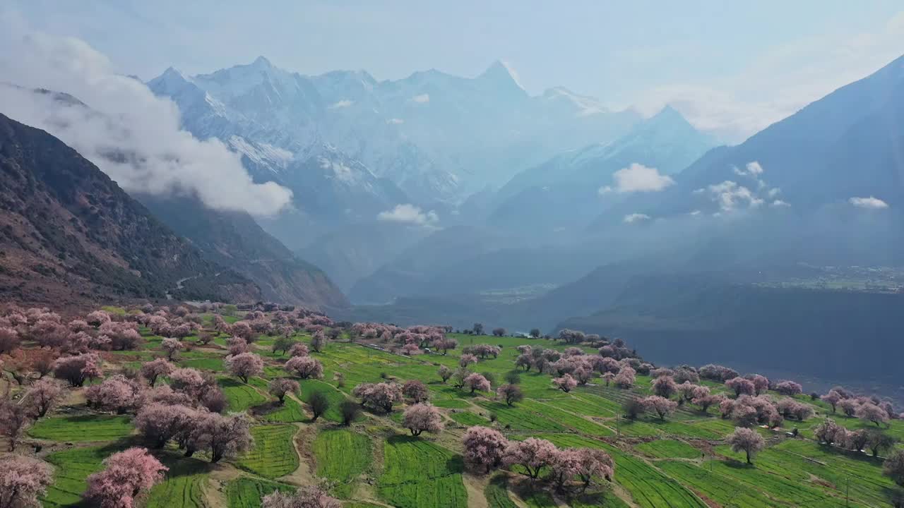 航拍桃花盛开的雅鲁藏布大峡谷风光视频素材