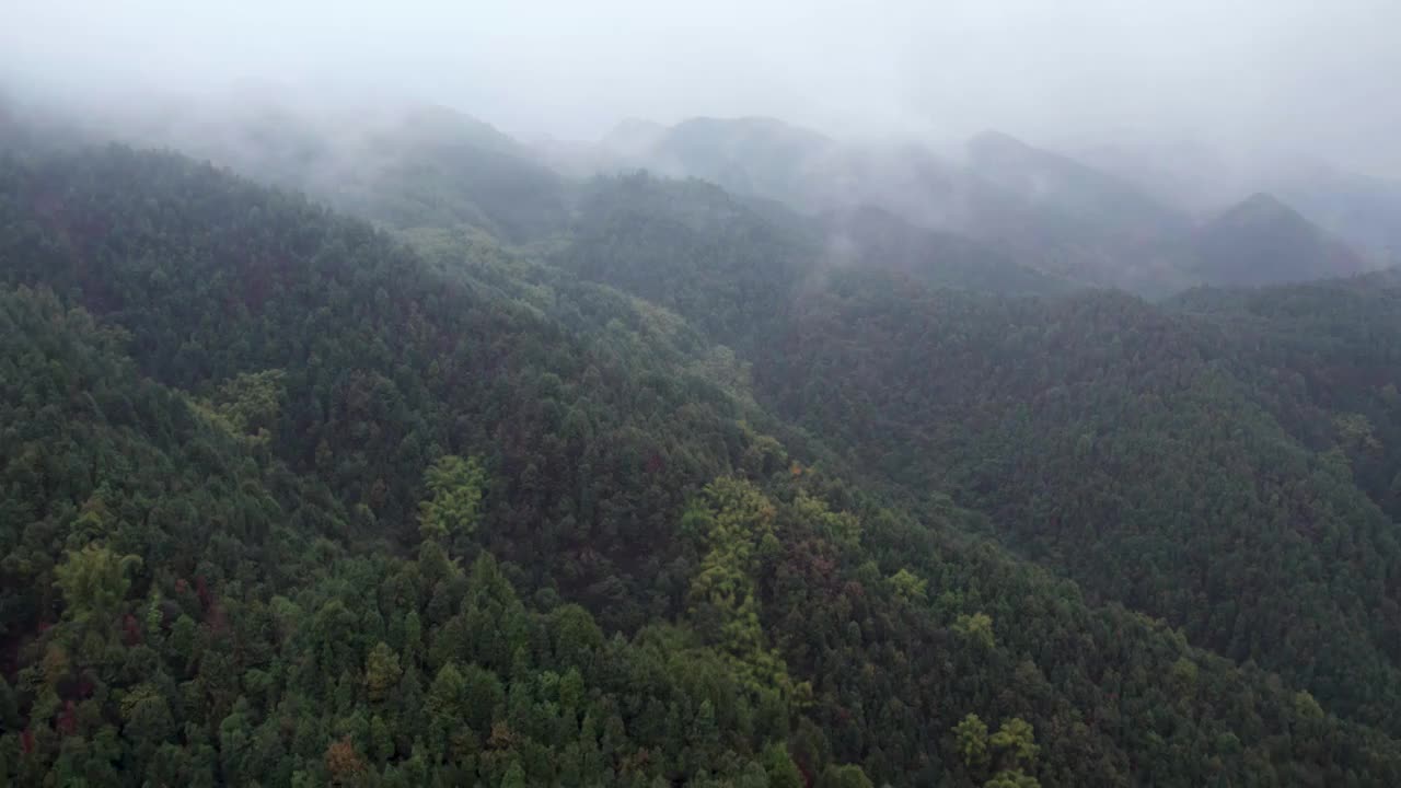 重庆缙云山的云雾森林风景视频素材