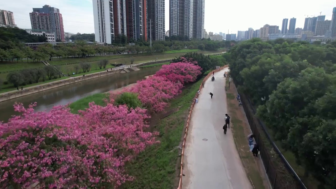 深圳观澜河湿地公园异木棉花视频素材
