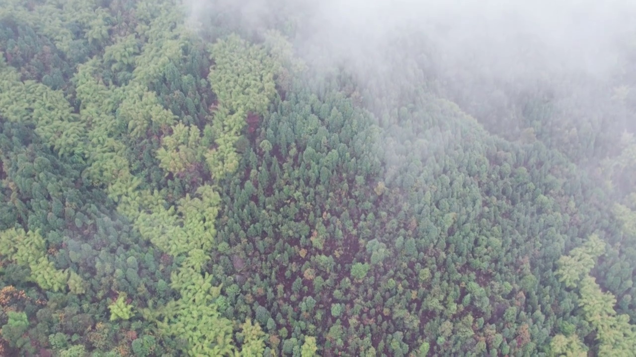 重庆缙云山的森林视频素材