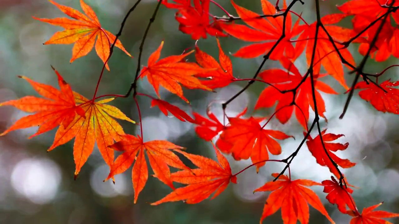 秋天风中的红枫叶色彩鲜艳视频素材