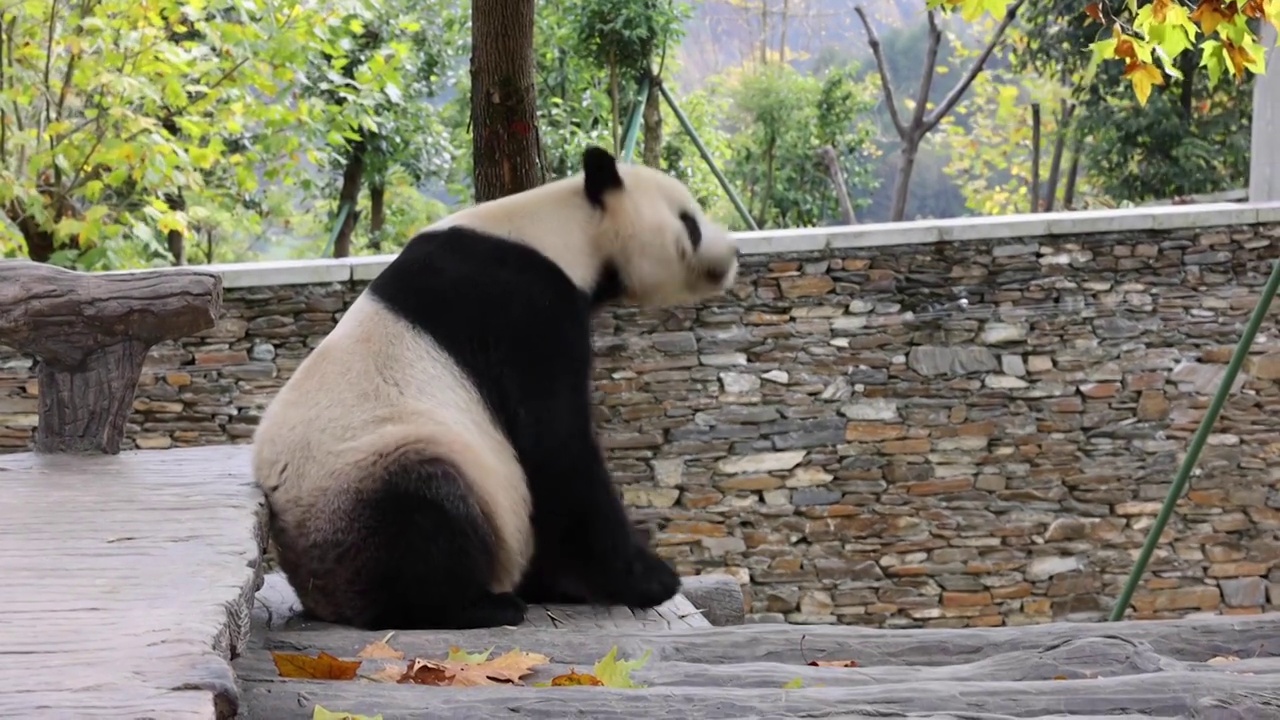 卧龙国家自然保护区的大熊猫视频素材