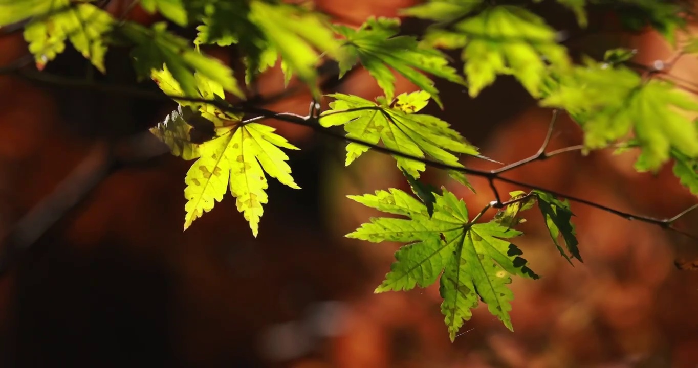 秋天的枫叶，东北秋色，秋天的树叶与森林视频下载
