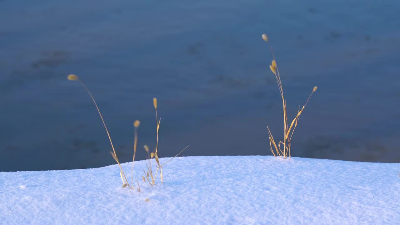冬天雪地上的小草视频素材