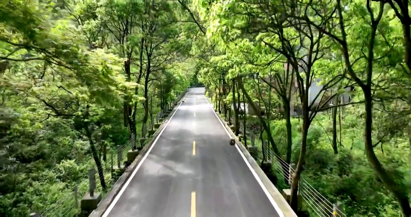 航拍空中鸟瞰张家界山国家地址公园自然风景区内的公路上的猴子视频下载