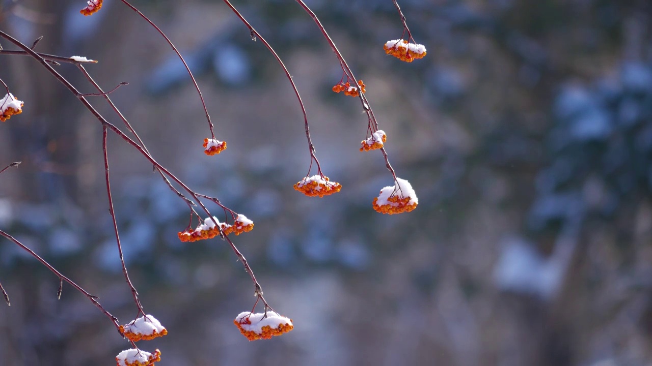 雪中的花秋树视频素材