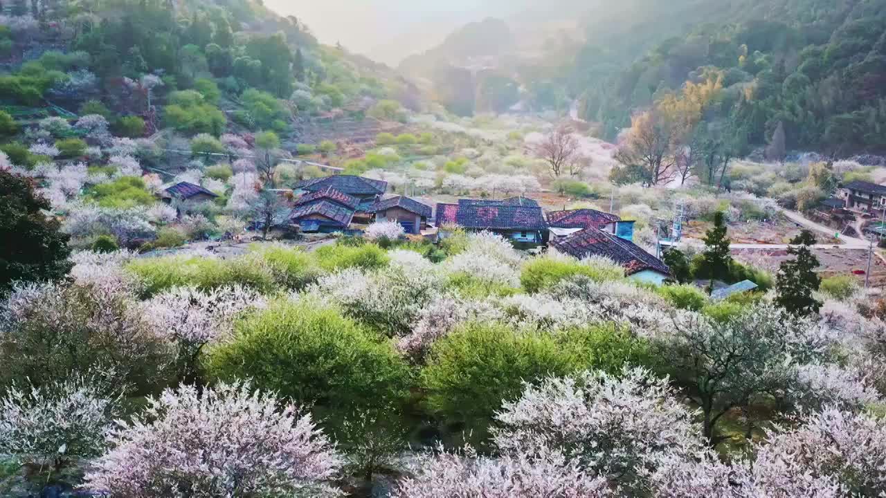 乡村旅游 乡村振兴 乡村生态（福州永泰青梅花）视频素材