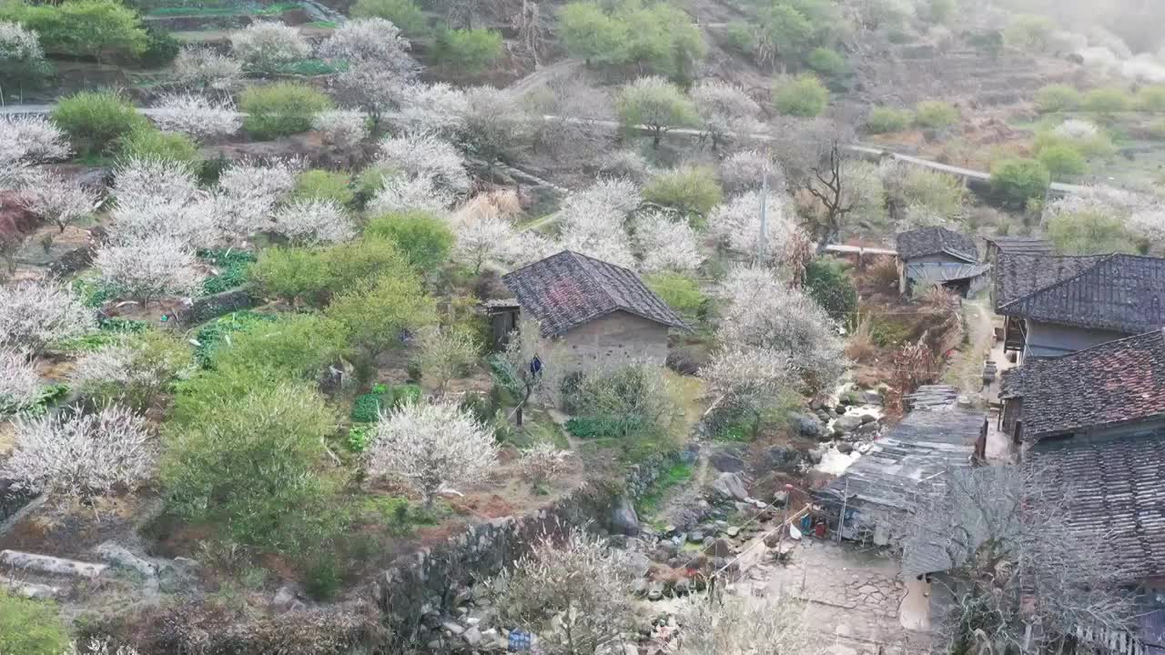 乡村生态旅游建设（福州永泰青梅花）视频素材