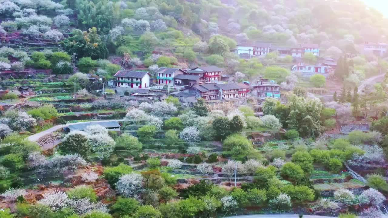乡村生态旅游福州永泰青梅花视频购买