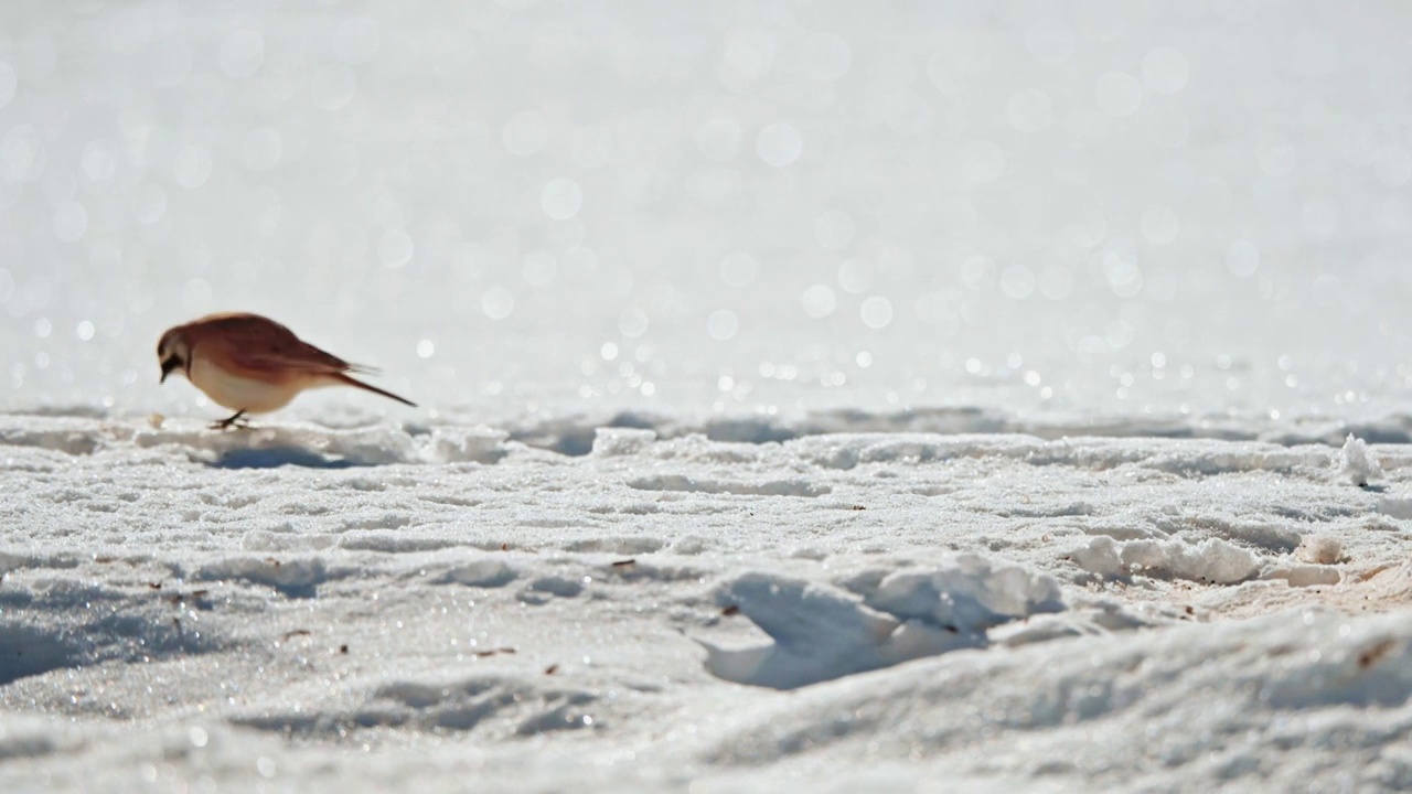 冬季在雪地里觅食的麻雀小鸟视频素材