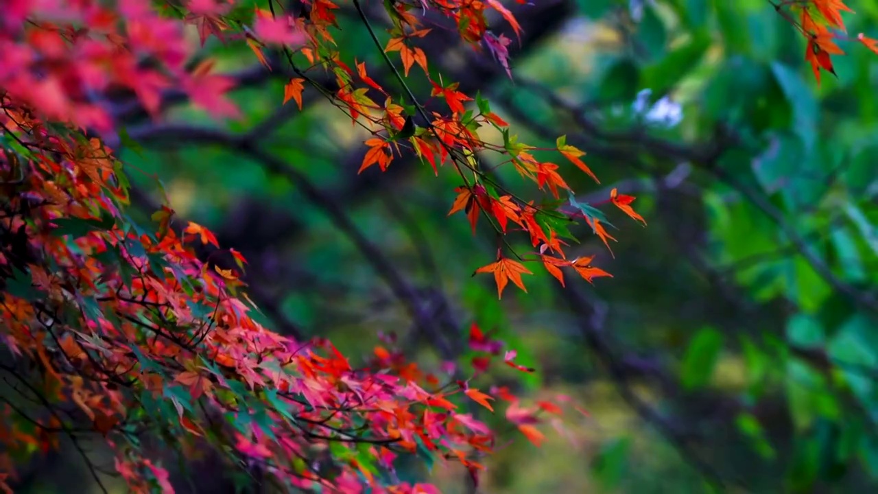 秋天风中色彩斑斓的枫叶视频素材
