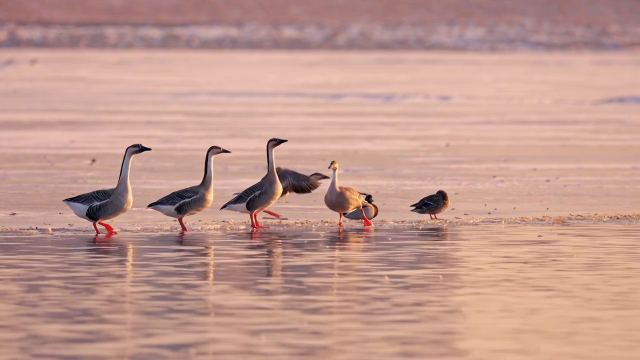 北方冬季大雁在河面上助跑起飞慢动作升格视频下载