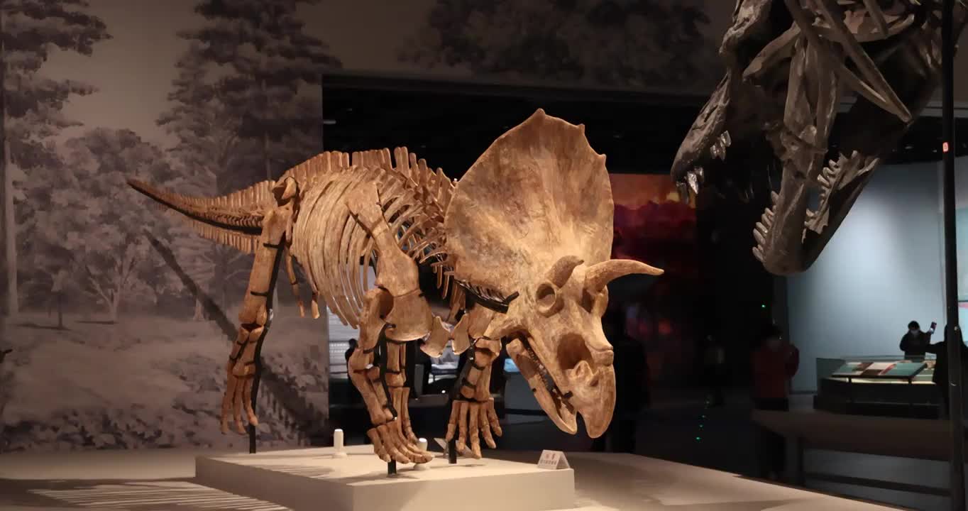恐龙化石：一只三角龙与霸王龙对峙视频素材