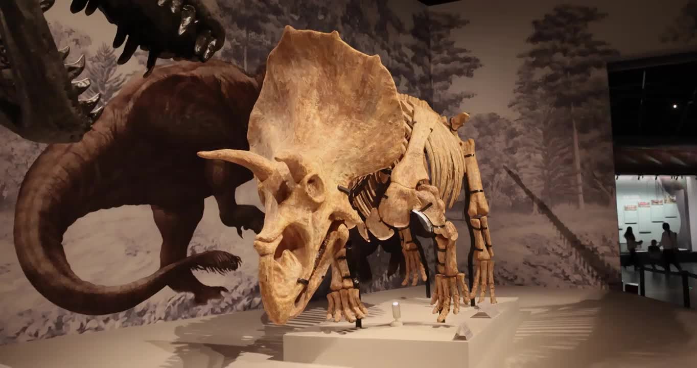 恐龙化石：一只三角龙与霸王龙对峙视频素材
