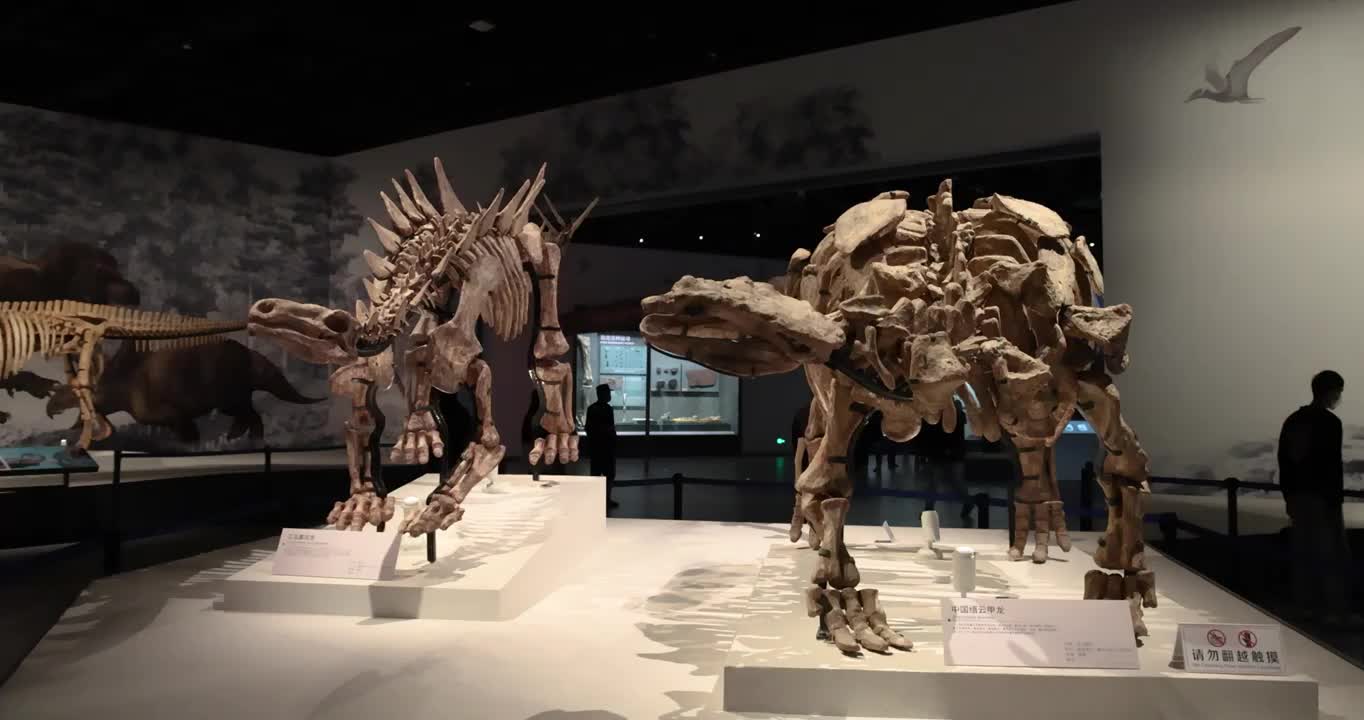 恐龙化石：中国缙云甲龙 与 江北重庆龙视频下载