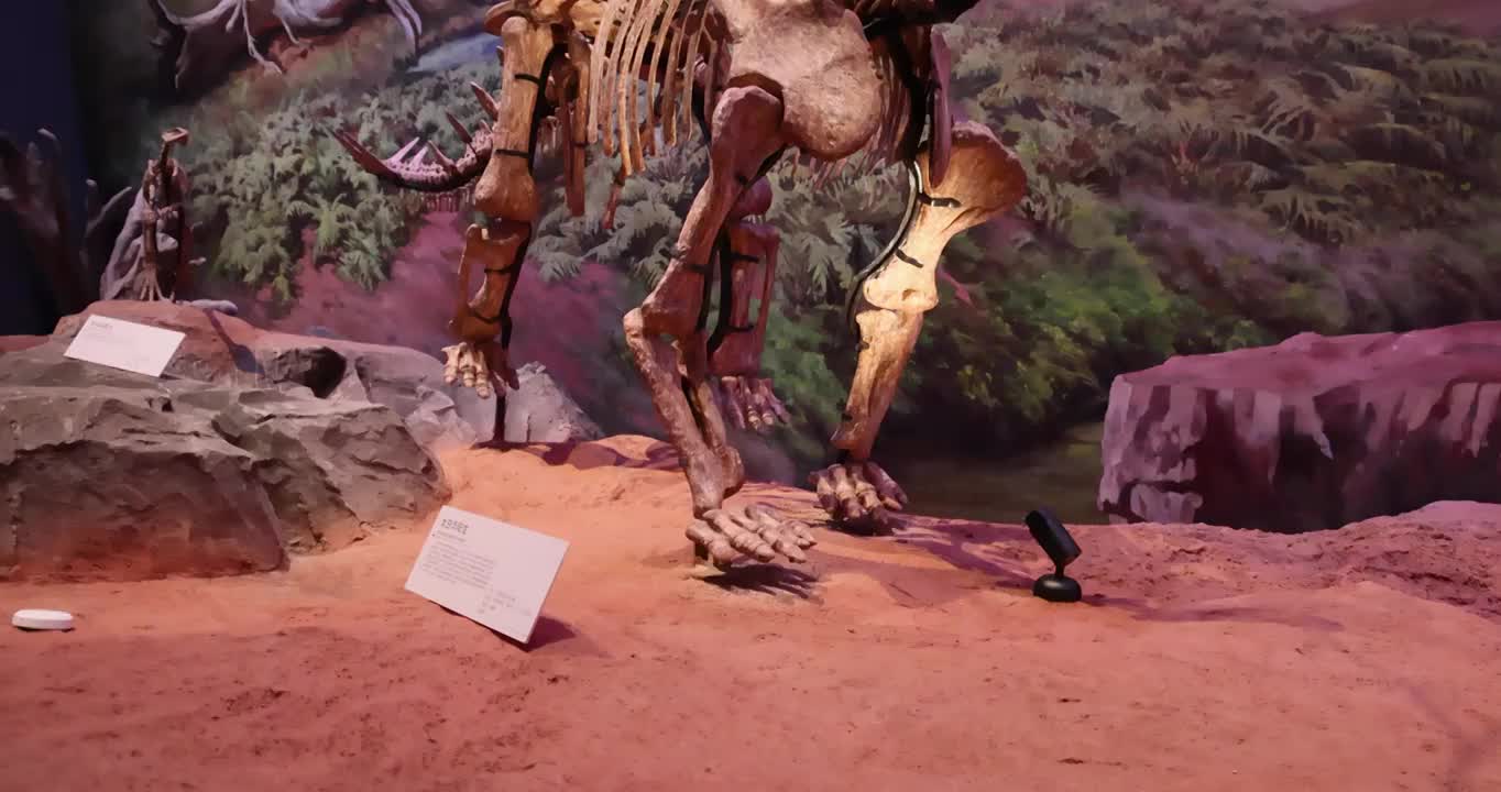 恐龙化石：太白华阳龙视频下载