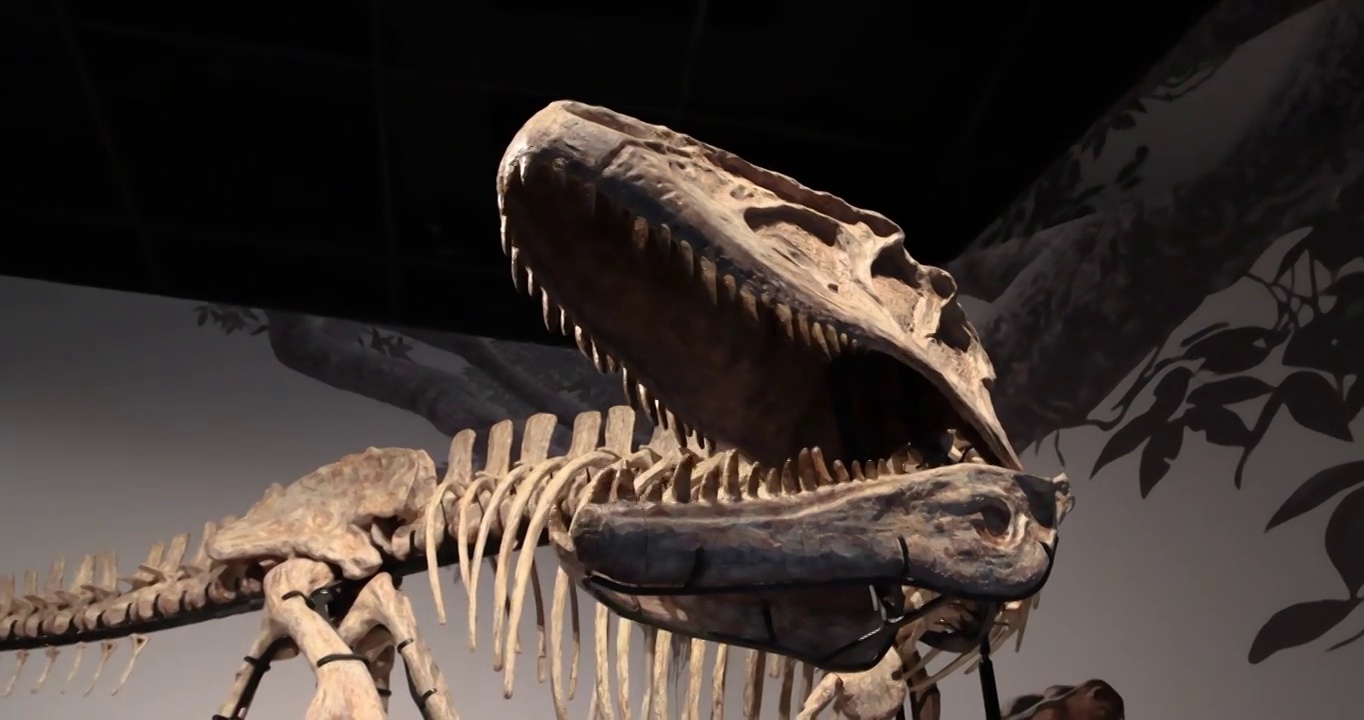 恐龙化石：巨型永川龙视频下载