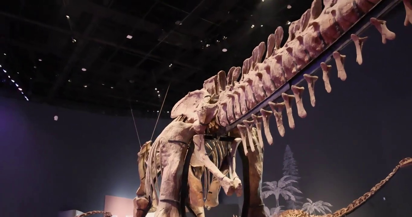 恐龙化石：合川马门溪龙视频下载