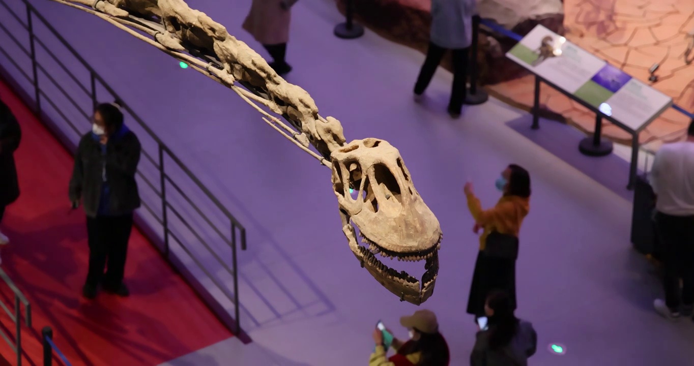 恐龙化石：合川马门溪龙头部特写与游客背景合集视频下载