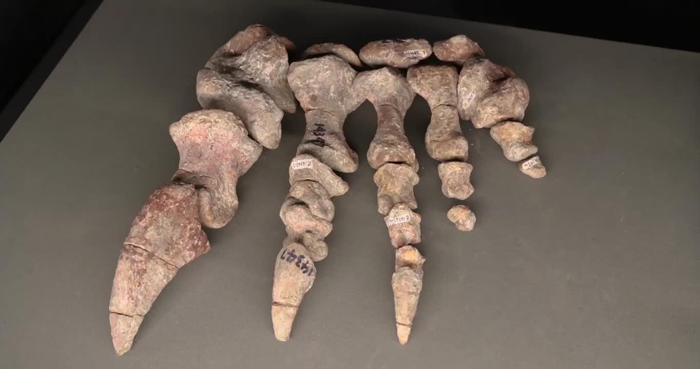 恐龙化石：许氏禄丰龙龙爪 产地：云南禄丰 早侏罗世（2.01-1.75亿年）视频下载